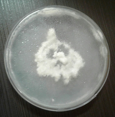 Petri15