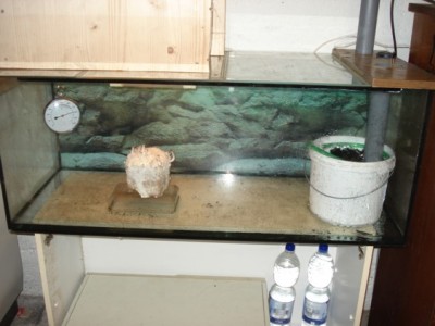 DSC05743klein.JPG (53.86 KiB) 27249 mal betrachtet Die Fruchtungkammer:<br />auf dem Aquarium befindet sich in einem Sperrholzkasten eine 7W energiesparlampe die über eine Zeitschaltuhr gesteuert ist. Rechts im Aquarium ist meine konstruktion zur Luftbefeuchtung/ Luftaustausch.