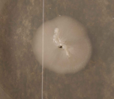 Klon2.jpg