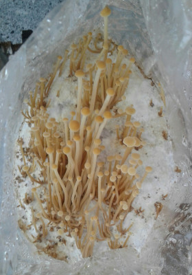 20201109_091314-2-1.jpg (1.36 MiB) 22842 mal betrachtet Unicornsack 20% Legefutter