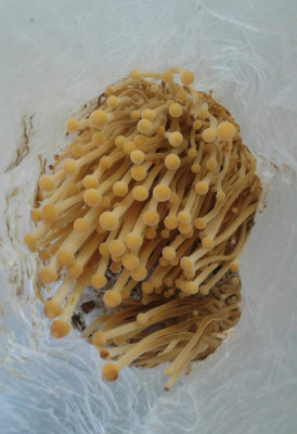 20201109_090927-1.jpg (1.67 MiB) 22842 mal betrachtet pasteurisiert Schlauchfolie