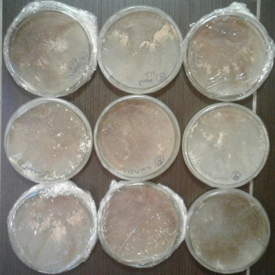 20210305_173447-3-1.jpg (1.37 MiB) 10737 mal betrachtet Die Impfstelle liegt auf 12 Uhr