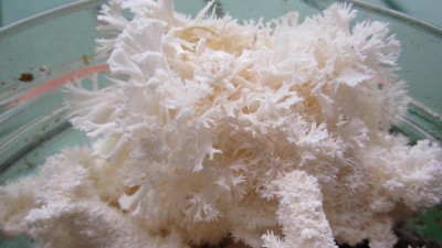 H. coralloides