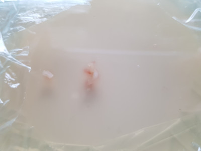 Spitzmorchel - der Agar färbt sich nach ein paar Minuten nach der beimpfung rötlich.