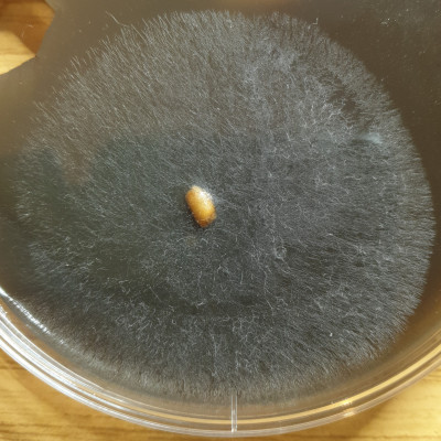 IMG_20210422_235429.jpg (1.48 MiB) 23948 mal betrachtet IMG_20210422_235429.jpg