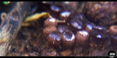 - 2011-06-19 - Saw Dust Mushrooms - Small 1000px - 001.jpg
