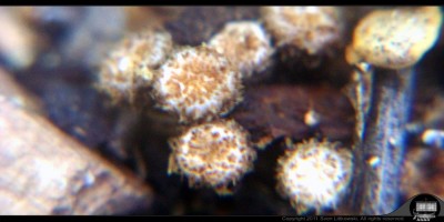 - 2011-06-19 - Saw Dust Mushrooms - Small 1000px - 003.jpg