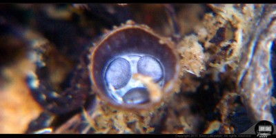 - 2011-06-19 - Saw Dust Mushrooms - Small 1000px - 004.jpg