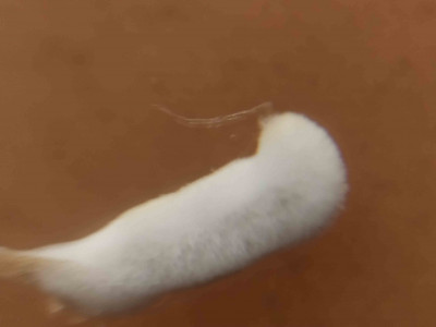 klon.jpg