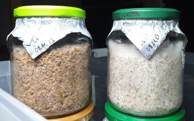 IMG_20230127_161518_klein.jpg (405.57 KiB) 15793 mal betrachtet Das ist der Stand von heute.