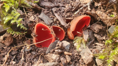 Eine weitere Gruppe auf einem vergrabenen Ästchen. Diese Gattung finden wir in Schlucht-/ und Auenwäldern mit nicht zu viel Vegetation und dem passenden Totholz. Begleitvegetation waren an dieser Stelle die Stinkende Nieswurz und der Hirschzungenfarn in der Krautschicht.