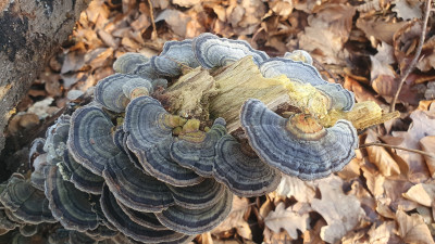 Zu guter letzt Schmetterlingstrameten (Trametes versicolor), ein Vitalpilz den wir gerne zu Pulver verarbeiten, momentan gibt es noch gute Exemplare zu finden aber deren Zeit neigt sich so langsam dem Ende, wer also noch seinem Vorrat auffüllen möchte sollte jetzt schauen gehen.