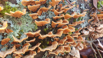 Schichtpilze, hier der Striegelige Schichtpilz (Stereum hirsutum) halten momentan auch noch als Blickfang und Fotomotiv her.