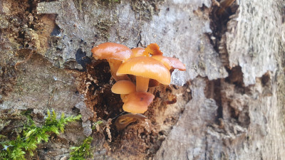 Die letzten Samtfußrüblinge (Flammulina velutipes) gibt es auch noch zu finden.