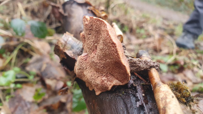 Der Zimtfarbene Weichporling (Hapalopilus nidulans) - hier recht typisch zimtbraun ausgefärbt, das ganze verändert sich mitunter wenn der Pilz trockner wird - er verblasst mitunter ins gelblichbräunliche. Er ist zwar potenziell tödlich giftig (-&gt; Polyporsäure Syndrom) aber eigentlich unverwechselbar, es soll aber schon dazu gekommen sein, dass er mit Schwefelporling oder Ochsenzunge verwechselt wurde. Trotzdem lässt sich dieser Pilz verwenden, nämlich zum färben.