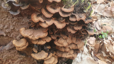 Zu guter letzt eine Borstenscheibe (Hymenochaete spec.)