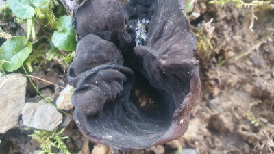 Ein älterer Schwarzborstling (Pseudoplectania spec.)