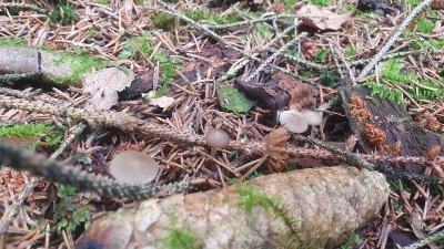 Außerdem sollte man in reinen Fichtenbeständen suchen, um den identisch aussehenden Kiefernzapfenrübling (Strobilurus tenacellus) von dem es eine ungenießbare, bittere Form gibt zu vermeiden.