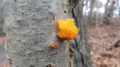 Der Goldgelbe Zitterling (Tremella mesenterica) ist auch noch zu finden, ein essbaren, wie das Judasohr zu verwendeter Pilz und ein willkommener Farbtupfer im Sammelkorb.