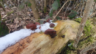 Dieser oberseites so schön samtig aussehende Pilz benötigt viel Feuchtigkeit, Standorte an denen die Fruchtkörper häufiger austrocknen und damit einen Wachstummsstopp einlegen müssen bremsen das Wachstum der Fruchtkörper.