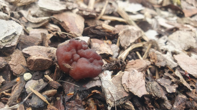 Die Frühjahrslorchel (Gyromitra esculenta) lässt sich wie so oft bei mir im Vorgarten blicken, dieses Jahr ist sie jedoch recht spät drann. Giftlorcheln werden als potenziell tödlich giftige Verwechslungspartner zu den Morcheln genannt, jedoch sind diese hrinartigen Fruchtkörper, welche bei einem Querschnitt nicht hohl wären mit den waabenartigen Hüten der Morcheln und ihren hohlen Fruchtkörpern nur recht schwierig zu verwechseln.