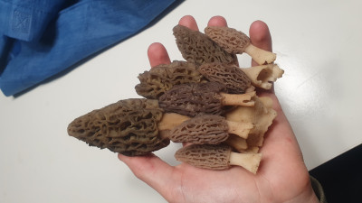 Und hier wunderschöne Spitzmorcheln (Morchella sp.) welche auch unter Pappeln wuchsen, die Stelle habe ich von einem anderen Sammler gezeigt bekommen den ich beim sammeln getroffen habe, die Tage wollen wir nochmal schauen gehen was sich an der Stelle getan hat.