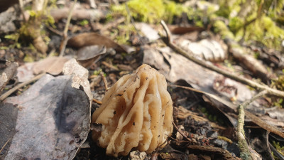 Eine junge Böhmische Verpel (Verpa bohemica), oft als minderwertig abgetan, meiner Meinung jedoch ein sehr guter Speisepilz der mit den Morcheln locker mithalten kann.