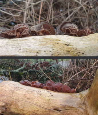 Judasohren vor dem Regen leicht eingetrocknet (oben) und wieder mit Wasser vollgesogen (unten). Die Fruchtkörper können längere Trockenphasen eingetrocknet problemlos überstehen, saugen sich nach dem Regen wieder voll und wachsen sogar weiter, demnach spricht überhaupt nichts dagegen die Fruchtkörper auch im eingetrockneten Zustand zu sammeln. Zu alt wie oft behauptet wird sind sie in diesem Zustand meist nicht. Wenn man doch mal alte Fruchtkörper darunter hat kann man diese auch eingetrocknet leicht unterscheiden da sie beginnen zu zerfallen etc. .