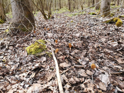 Und hier ein weiterer Ausschnitt des Habitates, neben den Pappeln sollte der Boden außerdem Kalkhaltig sein, was uns die Weinbergschneckenhäuser Zeigen, typische Morchelzeigerpflanzen fehlen hier jedoch größtenteils.