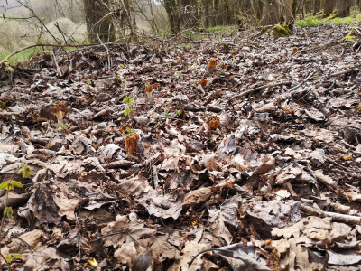 Und so sieht es im Habitat aus, überall schauen die Böhmischen Verpeln aus dem alten Pappellaub hervor. Pappeln ist hier auch das richtige Stichwort, denn unter diesen lässt sie sich gut finden, öfters unter Hybridpappeln und Zitterpappeln, gerne wächst in der Strauchschicht Hartriegel, Weißdorn oder die Schneebeere, eine Krautschicht ist so gut wie nicht ausgeprägt.