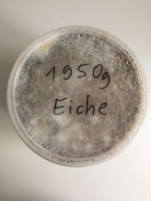 Eiche (4) komprimiert.jpg