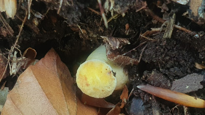 Gelbhütige Varietät vom Flockenstieligen Hexenröhrling - Zweifarbiger Hexenröhrling (Neoboletus erythropus var. discolor)