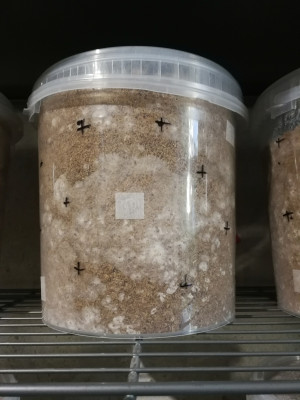 Strohpellets (5).jpg
