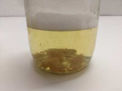 2 x Honigwasser sterilisiertkomprimiert.jpg