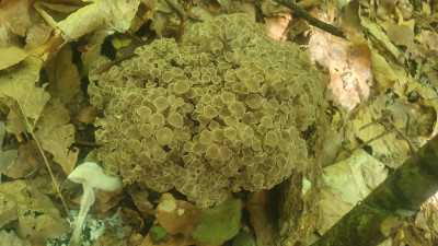 Auch die Hasen - Eichhasen (Polyporus umbellatus) lassen sich blicken und scheinen dieses Jahr ein fabelhaftes Jahr zu haben. Aus ihren schwarz melanisierten, verzweigten Sklerotien, welche mancherorts aus dem Boden schauen bildet er seine Fruchtkörper die teilweise eine beachtliche Größe erreichen können.