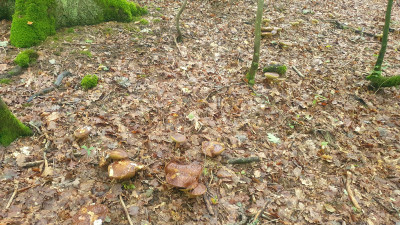 Meiner Beobachtung nach verdrängt er sogar den Sommersteinpilz sukzessive am Standort und nimmt seinen Platz ein. So kam dieser früher in dem Wald flächendeckend vor und ist heute nur noch auf kleine Gruppen beschränkt, zwar kommen an diesen Stellen mitunter viele Fruchtkörper aber das ist vernachlässigbar zu dem was dort an Bronze-Röhrlingen wächst.