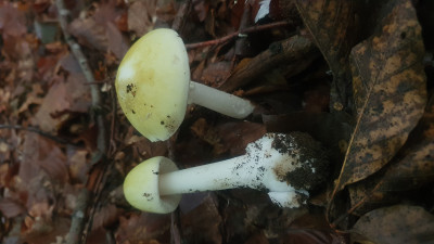 Auch unser giftigster Geselle der Grüne Knollenblätterpilz (Amanita phalloides) zeigt sich dieses Jahr zu etlichen, einerseits freut es mich diesen eindrucksvollen Pilz bestaunen zu können, andersherum ist momentan das Silibinin, welches zur Behandlung von Vergiftungen eingesetzt wird recht knapp.