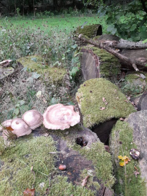 Pilze 010.jpg
