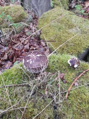 250417_Pilze 017.jpg