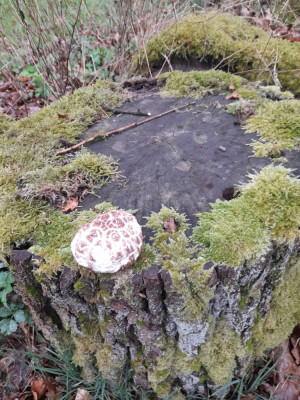 250417_Pilze 019.jpg