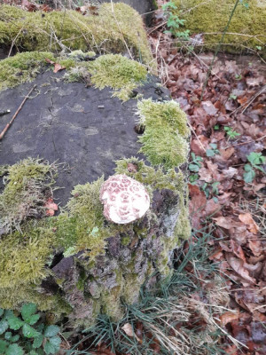 250417_Pilze 020.jpg