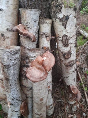 Pilze 022.jpg