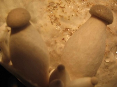 KS_closeup_2.jpg