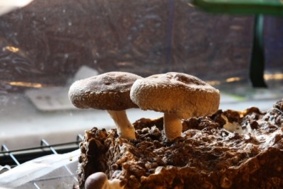 Shiitake Pilze-5.JPG