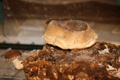 Shiitake Pilze-6.JPG