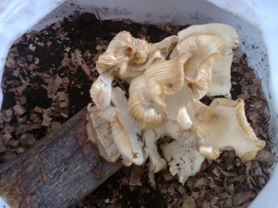Aelterer Pilz, im Container.