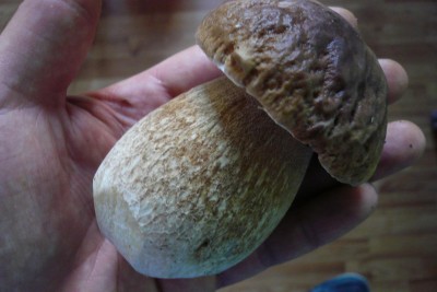 P1110650-1.JPG