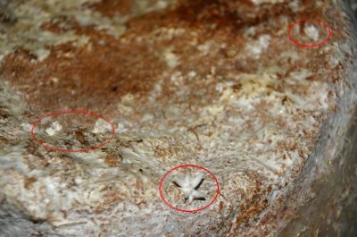 Primordien Pleurotus Ostreatus.JPG